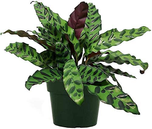 Calathea Rattlesnake – royalplants.lk